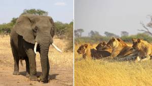 W parku narodowym w RPA słoń zabił kłusownika, a później lwy zjadły jego ciało.